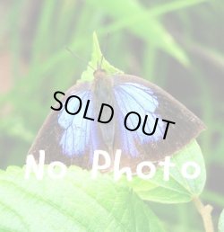 画像1: セレニティペンデュラム【エンジェルウイング　シルバーチェーンNGJ】　