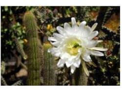 画像2: 【３０％ＯＦＦ特別セール】ラディエーションプロテクショーンカクタス[Radiation Protection Cactus]