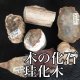 【スーザンZOOMセミナー開催記念　メルマガ読者懸賞応募　5/24〜6/7】珪化木　６名様プレゼント企画