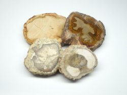 画像4: ペトリファイドウッド（珪化木）