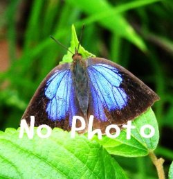 画像1: ヒマラヤ水晶　８ｍｍラウンドビーズ　1連