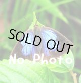 画像: セレニティペンデュラム【エンジェルウイング　シルバーチェーンNGJ】　