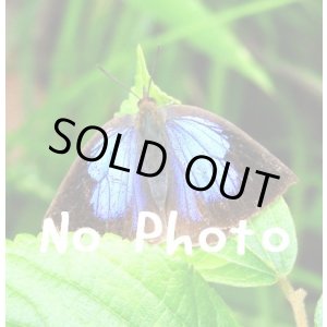 画像: セレニティペンデュラム【エンジェルウイング　シルバーチェーンNGJ】　