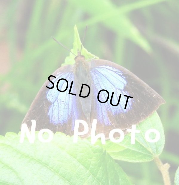 画像1: セレニティペンデュラム【エンジェルウイング　シルバーチェーンNGJ】　