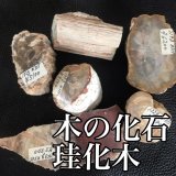 画像: 【スーザンZOOMセミナー開催記念　メルマガ読者懸賞応募　5/24〜6/7】珪化木　６名様プレゼント企画