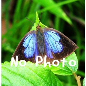 画像: スギライト　ブレスレット