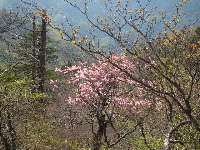 画像: 岩岳山