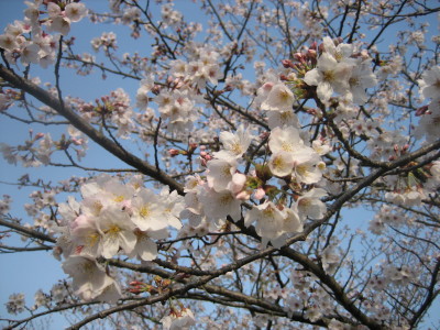 画像: 桜の季節に思うこと