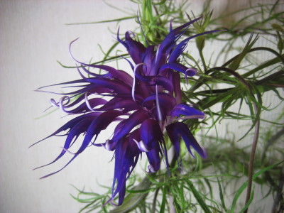 画像: 青海松葉吹詰紫細切采咲牡丹